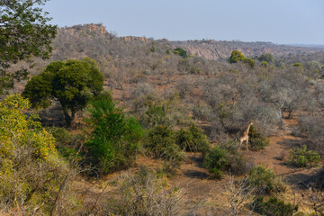 A lone giraffe on the woodlands near the border with Mozambique, as seen from the N'wanetsi viewpoint, Kruger National Park, South Africa