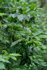 Plantation of green coffee beans to harvest