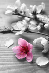 Naklejka na ściany i meble Beautiful sakura tree blossoms on wooden background, closeup. Black and white tone with selective color effect