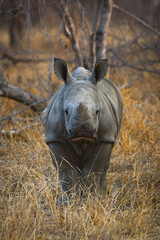 Naklejka premium A young white rhino on the woodlands of the Greater Kruger area, South Africa
