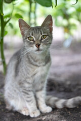 Gray cat with green eyes and ripped nose looks at camera.