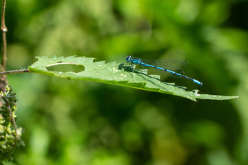Eine Libelle aus der Nähe 