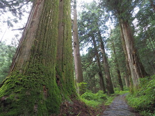 杉の大木の間を行く歩道