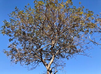 Tree branches under natural blue sky background in sunny day