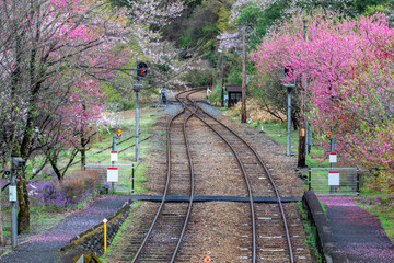 Old train and tracks with cherry blossoms