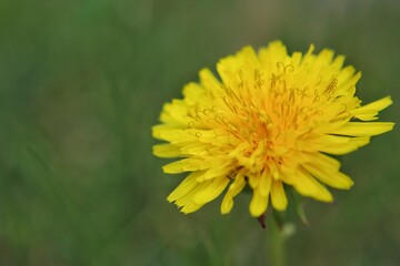 yellow flower of a dandelion