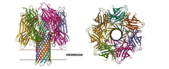 Crystal structure of alpha-hemolysin, 3D cartoon model in two purpendicular projections, chain id color scheme, based on PDB 3anz, white background