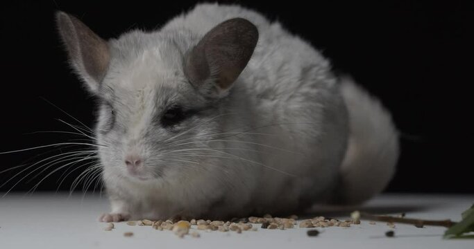 Close up of a cute chinchilla with long whiskers sitting on some grains, 4k