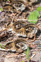 Fresh Hatchlings of California Quail (Callipepla californica)