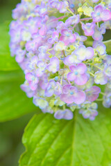 ハイキー調に写した水色の紫陽花	