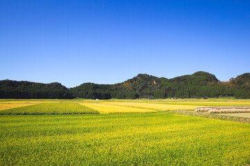 Fototapeta premium 蒲生町米丸の田園地帯 掛け干し 