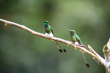 Humingbird