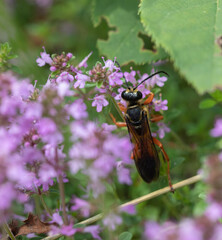 A closeup of a Great Golden Digger Wasp (sphex ichneumoneus ) on pink wild thyme flowers (Thymus serpyllum) in July in Muskoka
