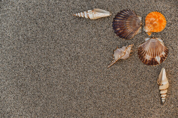 Summer sandy background with shells, seashells in the sandy beach, enjoying summer vacation at the...