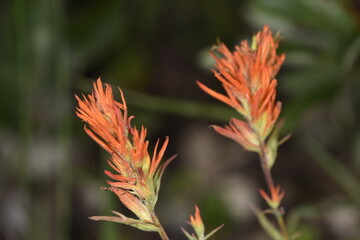 Indian Paintbrush in Wasatch National Forest