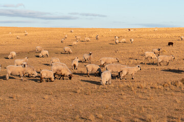 group of sheeps grazing in the highlands.