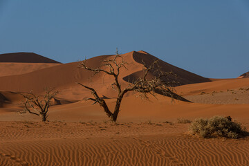 Fototapeta na wymiar Namibian Dunes