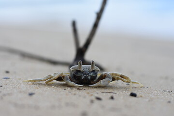 Crab