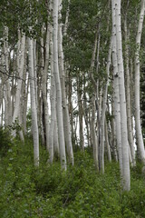 Quaking Aspen portrait view in Wasatch National Forest