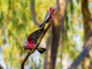  Two Galahs