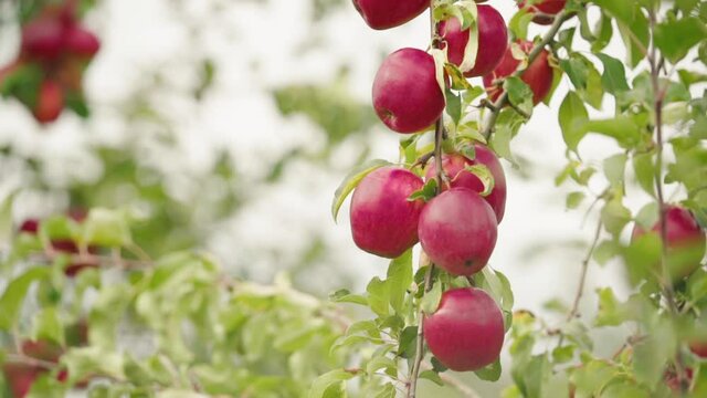 Ripe red apples hanging in a green apple tree which is located on an organic apple plantation