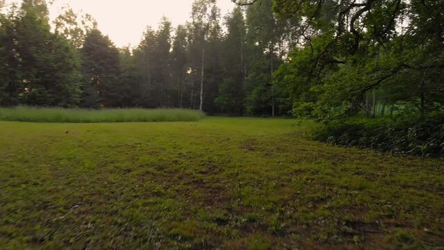 Incredible Tyresta National Park Sweden woods gimbal shot 