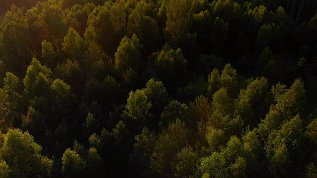 Bushy thick evergreen forest of Zauberwald Germany aerial