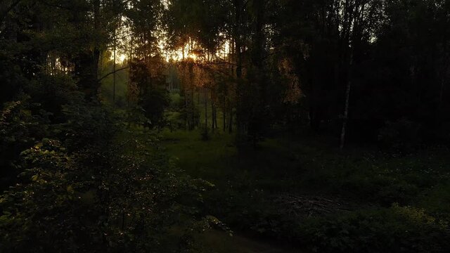 Shadows of Solska forest flora Poland wide shot 
