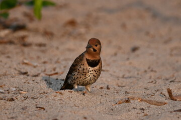 Male Northern Flicker sits on a sandy beach looking for insects