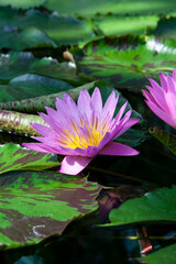 睡蓮　スイレン　蓮　モネ