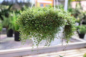 A hanging basket of a Baby Tears plant