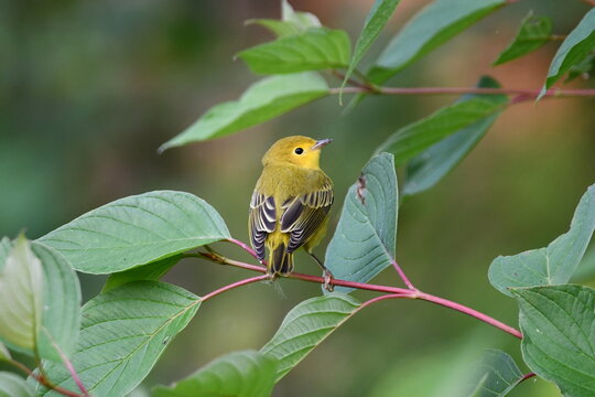 Yellow Warbler sitting perched on a branch