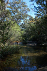 Tranquil Creek in Wooded Area