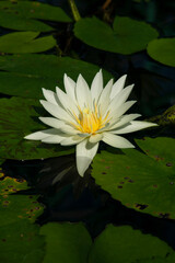 睡蓮　スイレン　蓮　モネ