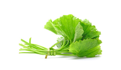 Asiatic pennywort (Centella asiatica) isolated on white background. Commonly known as Gotu Kola, brahmi, Indian pennywort. It is used as a culinary vegetable and as a medicinal herb