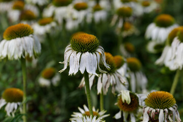 Echinacea purpurea 'Alba' field with wilted white coneflowers