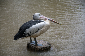 Australian pelican standing on a tree trunk during raining day