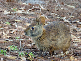 Marsh Rabbit  (Sylvilagus palustris) in Wakotahatchee