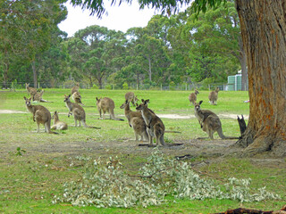 Kangaroos in Mallacoota, Victoria, Australia