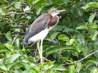 Young Tri-Color Heron in Wakotahatchee