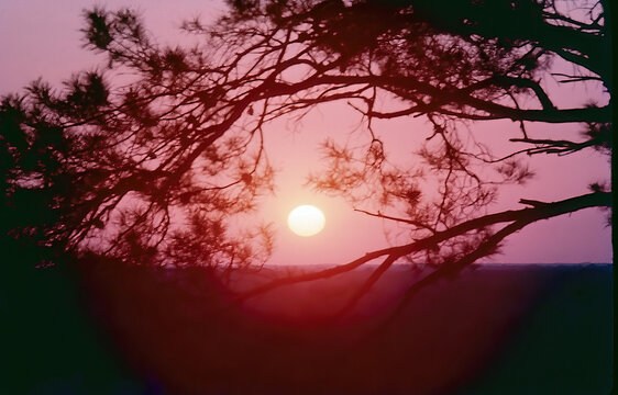 Sunset in the Pines, Everglades NP