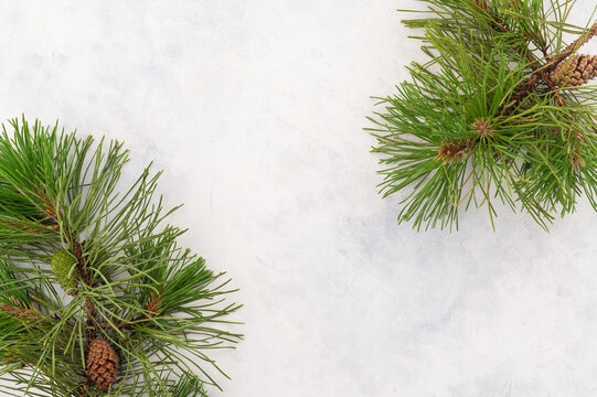 Two pine branches with cones on a white background create a beautiful ornament and a frame where your inscription can be. Christmastide, New Year, all winter holidays. © Anton