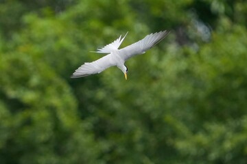 グリーンバックに餌をめがけて急降下ダイブするコアジサシ