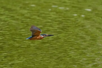 グリーンの水面をバックに猛スピードで滑空するカワセミ成鳥オス