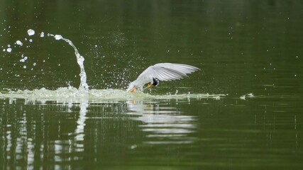 豪快なコアジサシの離水シーン
