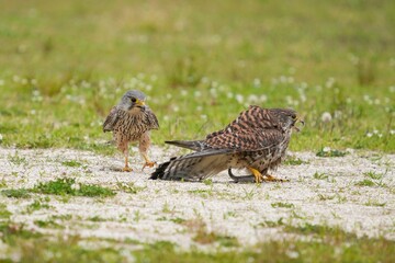 地上で餌渡しをする繁殖期のチョウゲンボウカップル