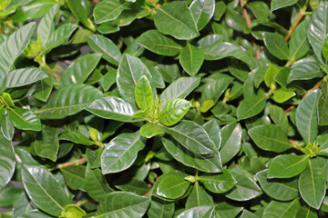Fototapeta na wymiar Closeup of gardenia house plant green leaves