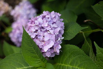 hydrangea