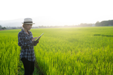 Side view of asian farmer woman wear hat and shirt  using laptop computer at rice field