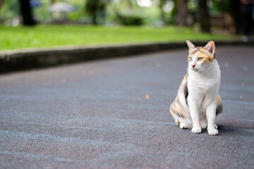 Portrait shot of a cute calico cat sitting on rubber floor outside. Three colors (black, white, orange) feline looking to copy space at side of image. Selective focus at young cat with park background